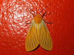 Pseudischnocampa nervosa