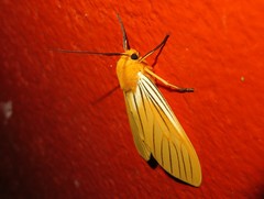 Pseudischnocampa nervosa