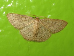 Pleuroprucha hypoxia