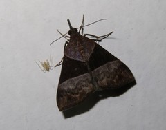 Hypena variabilis