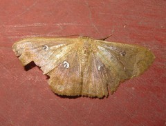 Semaeopus illimitata
