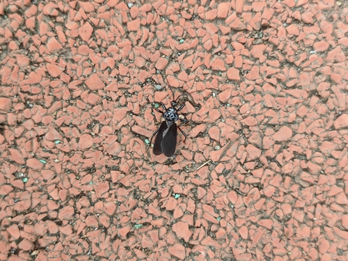 Ectrychotes andreae