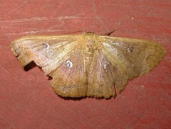 Semaeopus illimitata