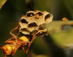 Polistes stigma