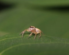 Phintelloides jesudasi