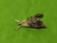 Glaphyriinae