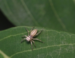 Phintelloides jesudasi