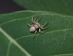 Phintelloides jesudasi