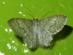 Chloropteryx languescens