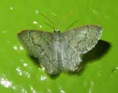 Chloropteryx languescens