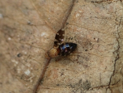 Actocetor indicus