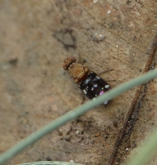 Actocetor indicus