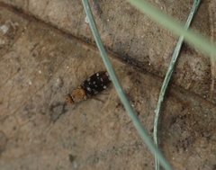 Actocetor indicus
