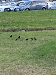 Acridotheres cristatellus formosanus