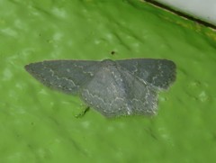 Chloropteryx languescens