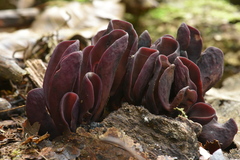 Wynnea americana