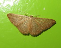 Pleuroprucha hypoxia