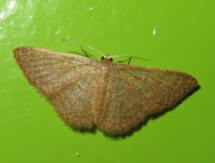 Pleuroprucha hypoxia