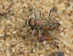 Lophyra catena