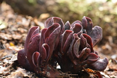 Wynnea americana