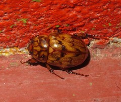 Cyclocephala fulgurata