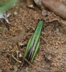 Spathosternum prasiniferum
