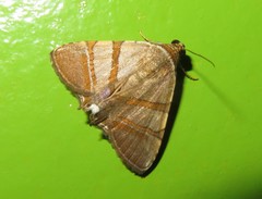 Eulepidotis juncida