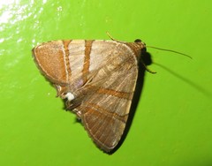 Eulepidotis juncida