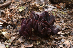 Wynnea americana