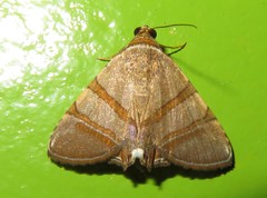 Eulepidotis juncida
