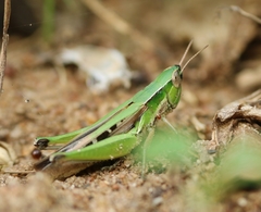 Spathosternum prasiniferum