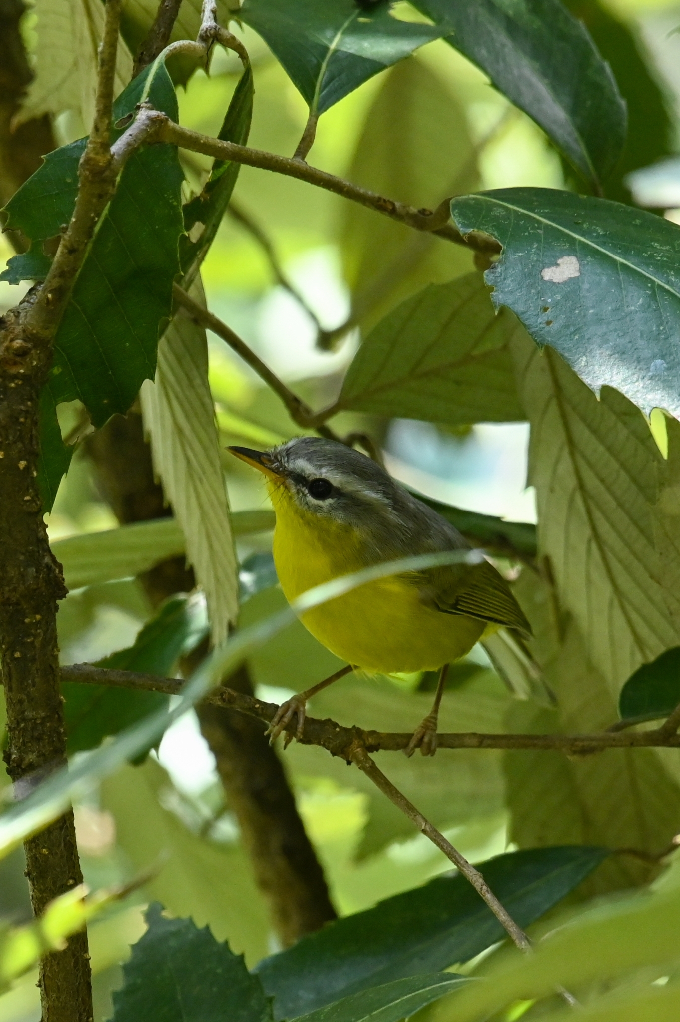 Grey-hooded Warbler