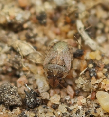 Sciocoris