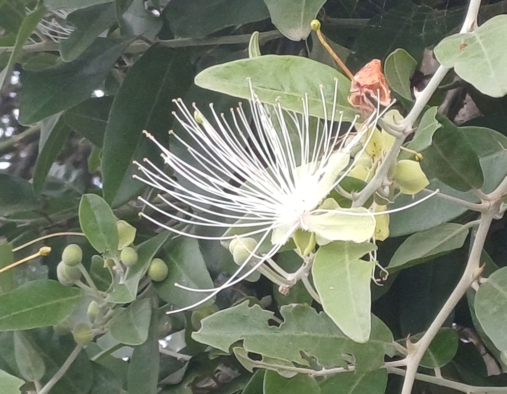 African caper (Capparis tomentosa)