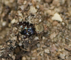 Actocetor indicus