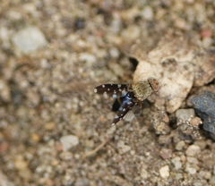 Actocetor indicus