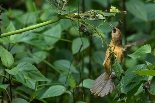 Black-chinned Babbler (Cyanoderma pyrrhops), photo 4