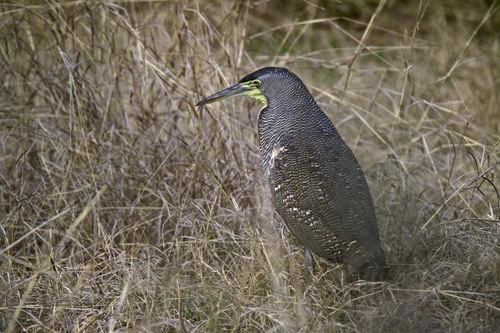 Bare-throated Tiger-Heron