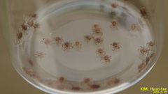 Haemaphysalis longicornis