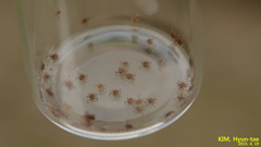 Haemaphysalis longicornis