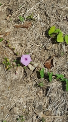 Ipomoea setifera