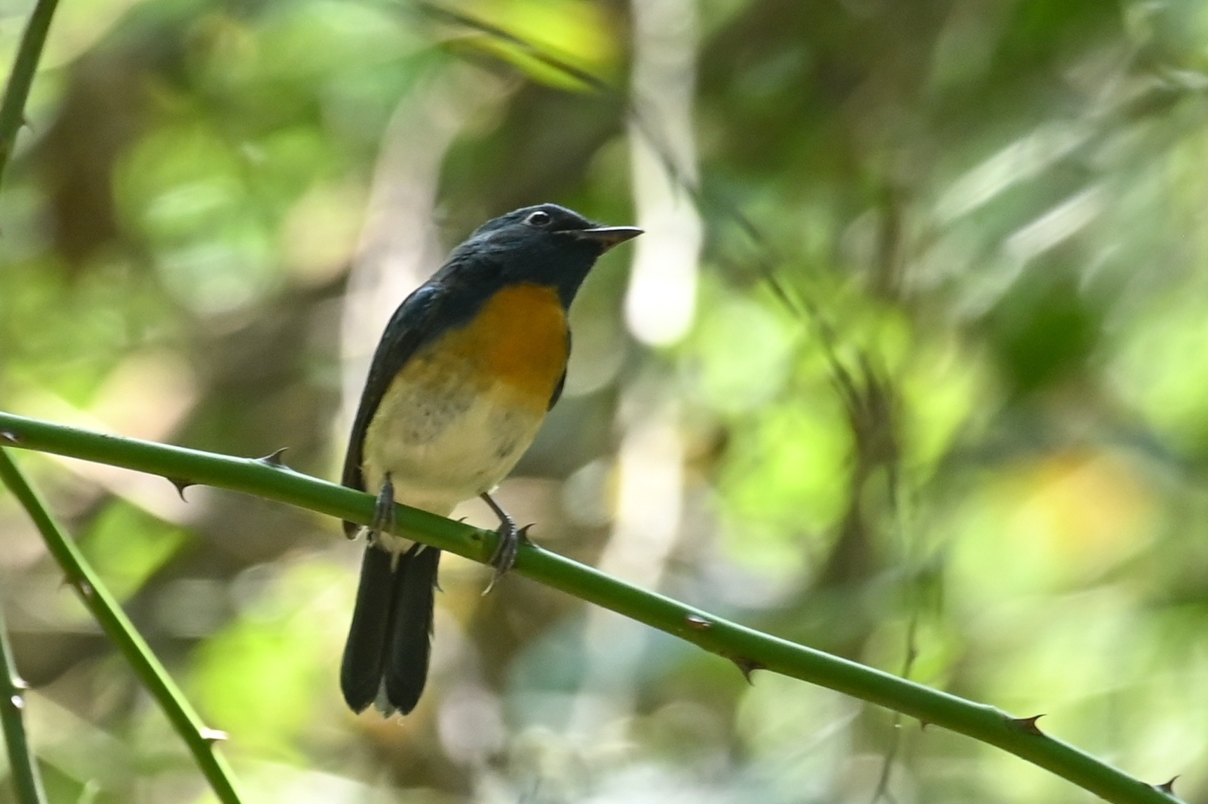 Blue-throated Blue Flycatcher