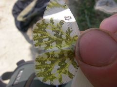 Euchloe ausonia
