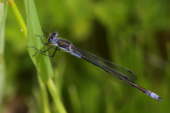 Lestes disjunctus