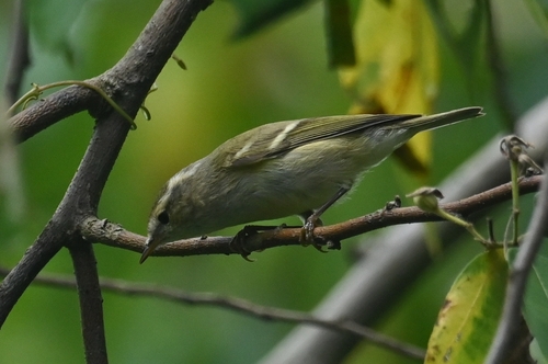 Hume's Leaf Warbler (Phylloscopus humei), photo 10