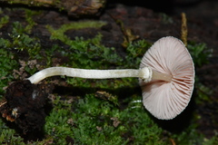 Micropsalliota