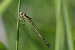 Lestes disjunctus