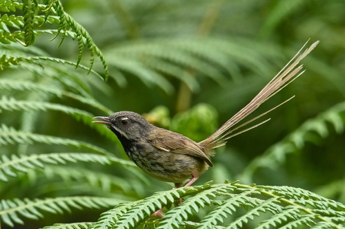 Black-throated Prinia (Prinia atrogularis), photo 5