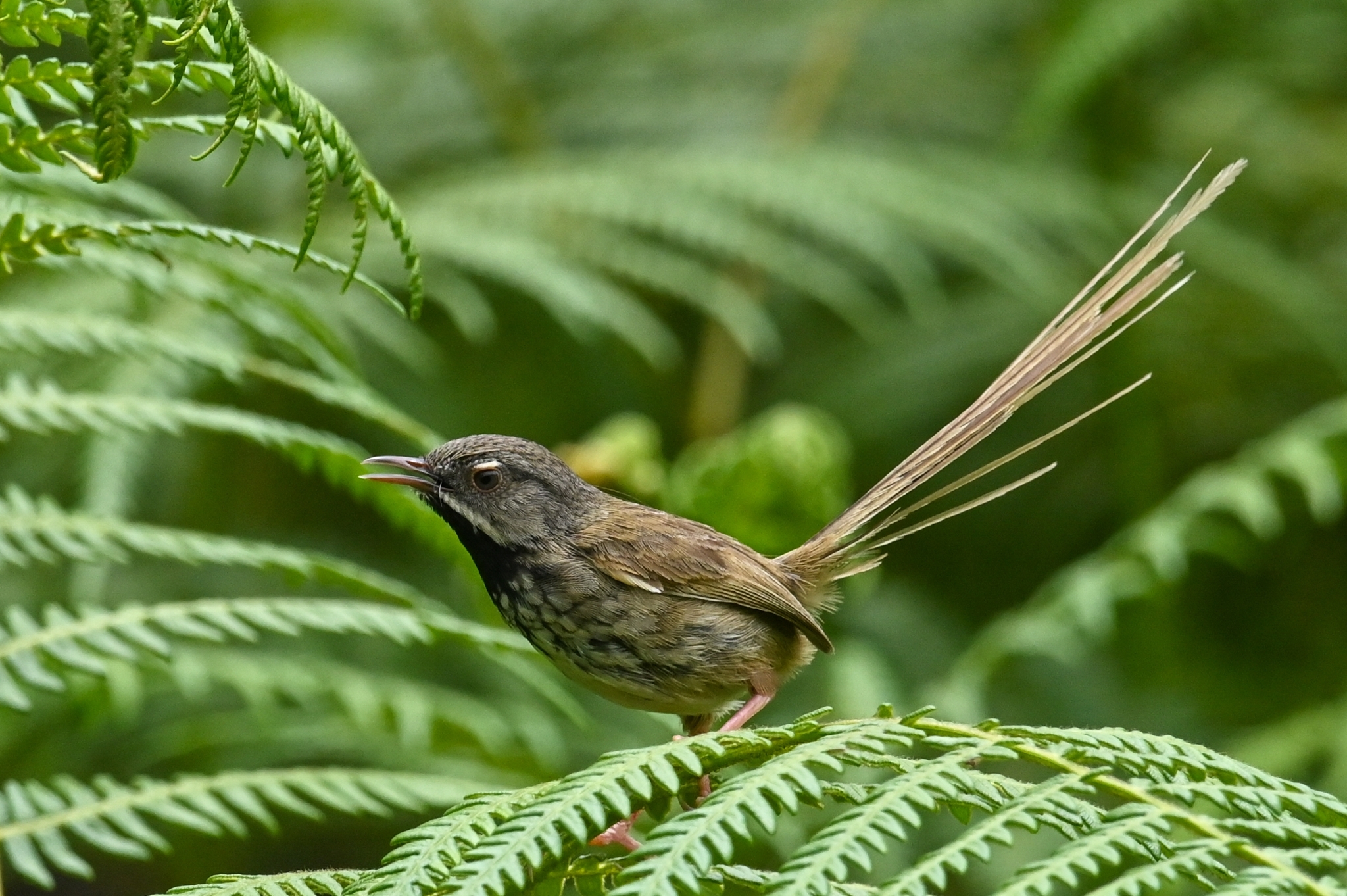 Black-throated Prinia