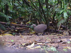 Crypturellus cinereus